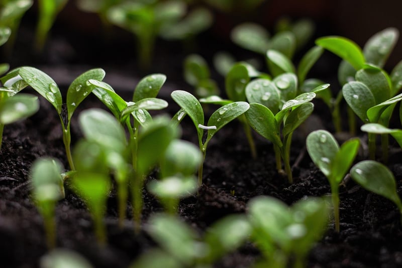 Eco-Friendly Home Projects